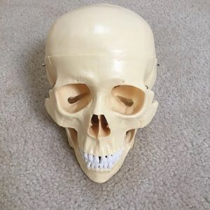 Anatomy Skull